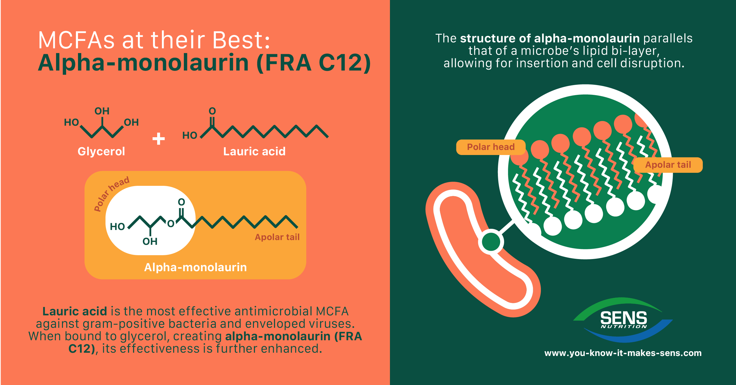 Medium Chain Fatty Acids and Alpha-monoglycerides