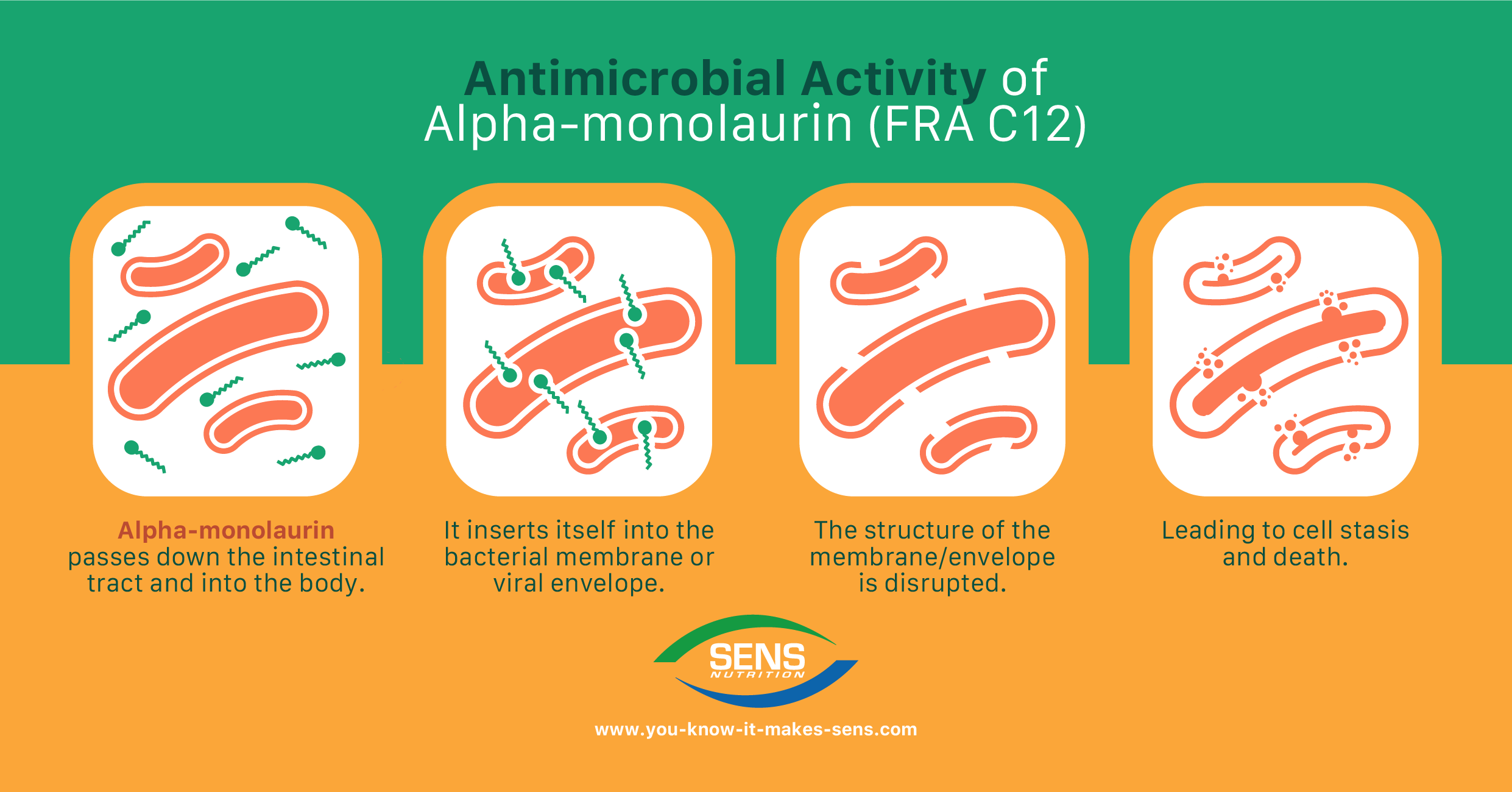 Medium Chain Fatty Acids and Alpha-monoglycerides