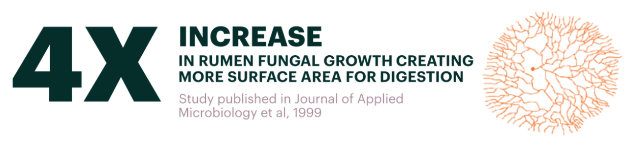 Amaferm® - the rumen-boosting prebiotic for dairy cows