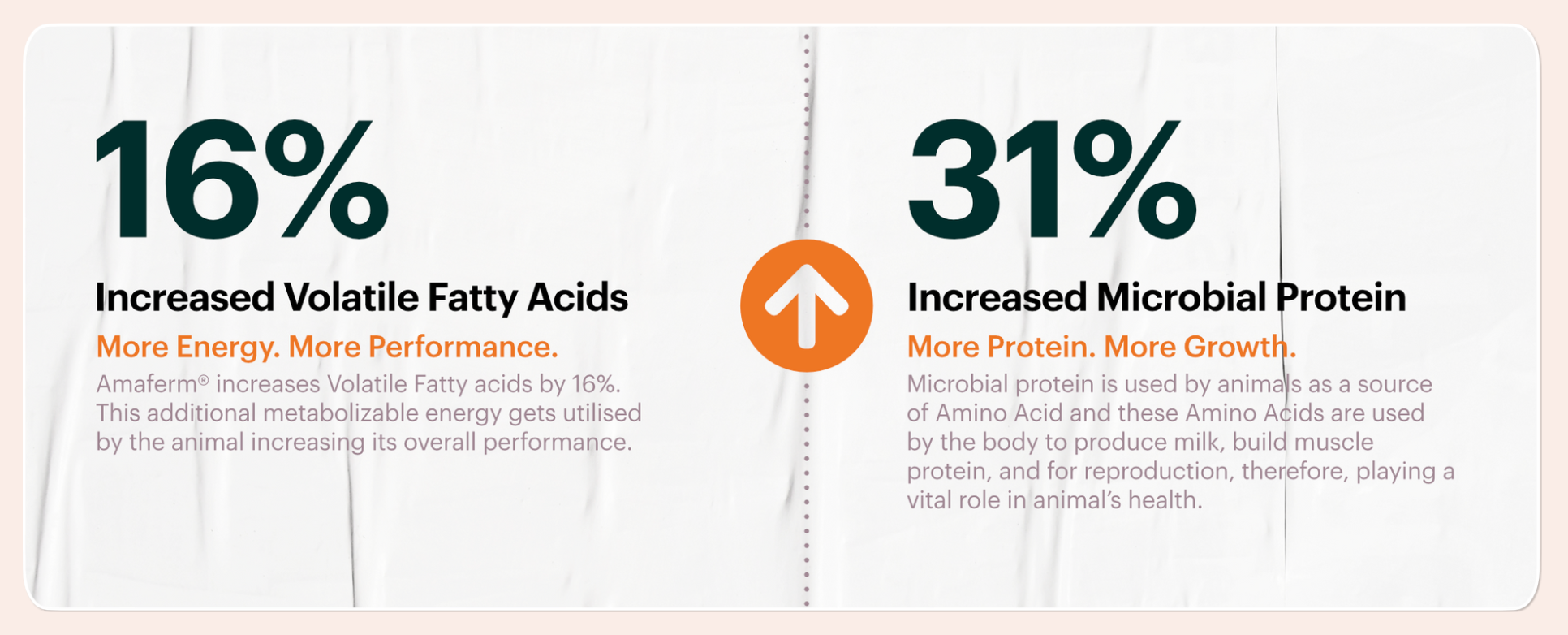 Amaferm® - the rumen-boosting prebiotic for dairy cows