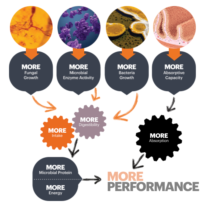 Amaferm® - the rumen-boosting prebiotic for dairy cows